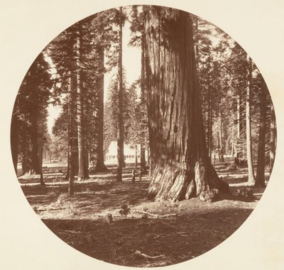 Mammoth Grove Hotel från Grove - Calaveras, ca. 1878. av Carleton Emmons Watkins