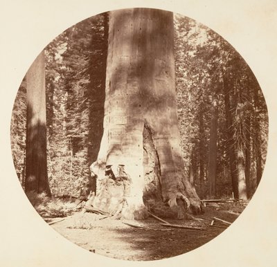 Skogens moder - Calaveras Grove, ca. 1878. av Carleton Emmons Watkins