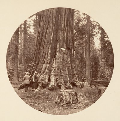 Skogens stolthet - Calaveras Grove, ca. 1878. av Carleton Emmons Watkins