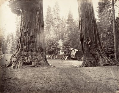 The Sentinels, 315 fot, Yosemite, ca. 1872, tryckt ca. 1876. av Carleton Emmons Watkins