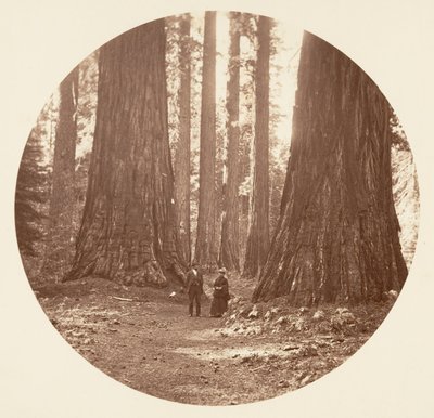 The Three Graces Seed Through the Bryant and Seward Calaveras Grove, ca. 1878. av Carleton Emmons Watkins