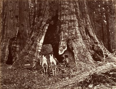 Stativet, 94 fots omkrets, 1865-66, tryckt ca. 1876. av Carleton Emmons Watkins