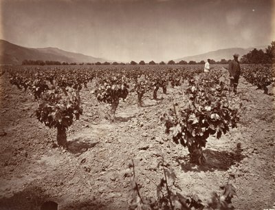 Vineyard of Camulos Ranch, 1876, tryckt ca. 1876. av Carleton Emmons Watkins