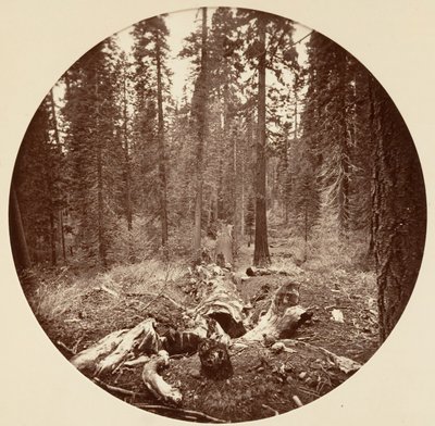 [Yosemite National Park, Kalifornien], ca. 1878. av Carleton Emmons Watkins