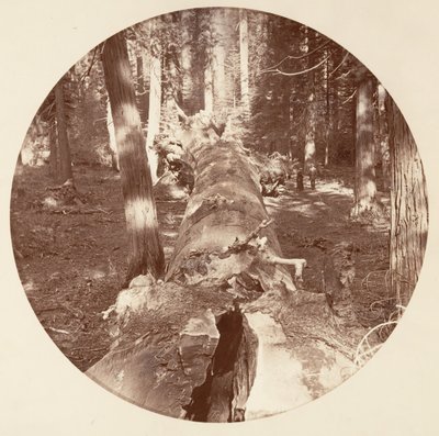 [Yosemite National Park, Kalifornien], ca. 1878. av Carleton Emmons Watkins
