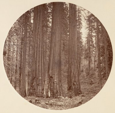 [Yosemite National Park, Kalifornien], ca. 1878. av Carleton Emmons Watkins