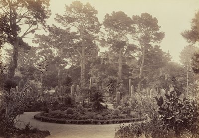 [Arizona-trädgården, Hotel del Monte, Monterey] av Carleton Watkins