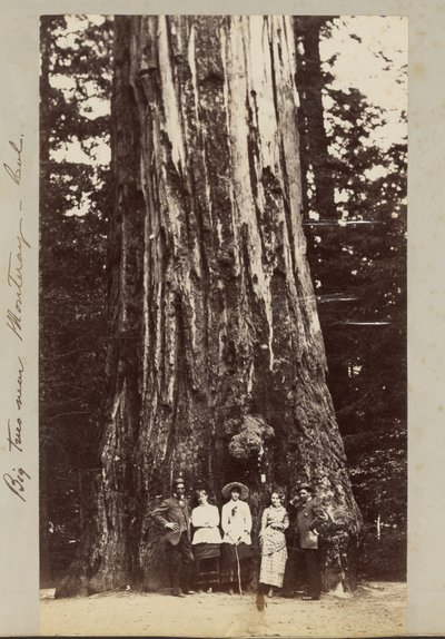 Stora träd nära Monteray [sic] - Cal. av Carleton Watkins