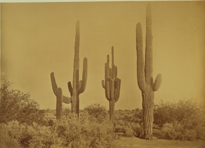 [Kaktus, Arizona - Cereus Giganteus] av Carleton Watkins