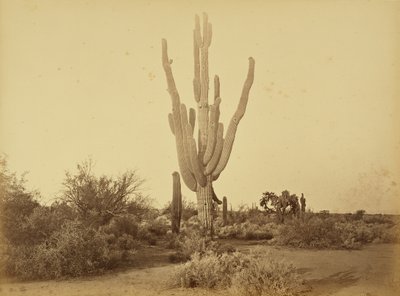 [Cereus giganteus, S.P.R.R., Arizona.] av Carleton Watkins