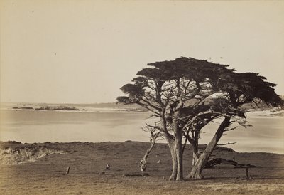 Kustvy nära Monterey av Carleton Watkins
