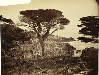[Cypress Point, Monterey] av Carleton Watkins