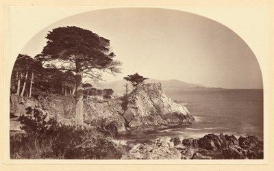 [Cypress Point från Cypress Drive, Monterey, Kalifornien] av Carleton Watkins