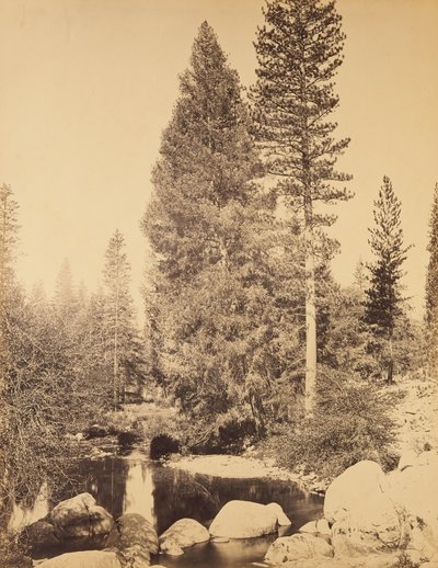 [Douglasgran vid Clarks] / [Douglasgranen] av Carleton Watkins