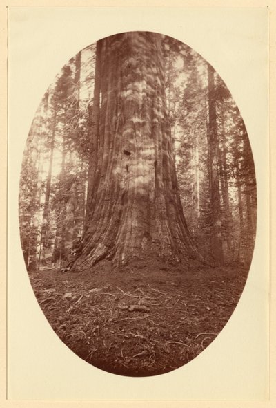 [Empire State Calaveras Grove] av Carleton Watkins
