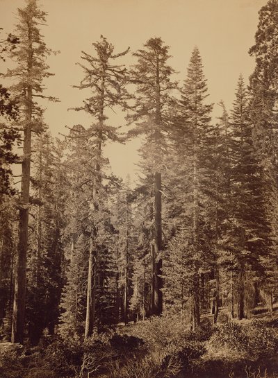 [Forest Scene] / [Sugar Pines] av Carleton Watkins