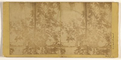 Weinreben av Carleton Watkins