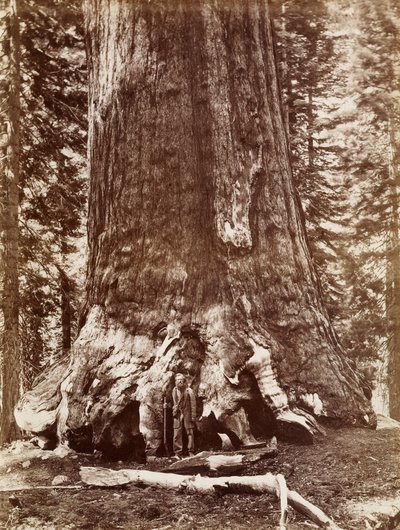 Grizzly Giant Diameter 33 Ft. Mariposa Grove av Carleton Watkins