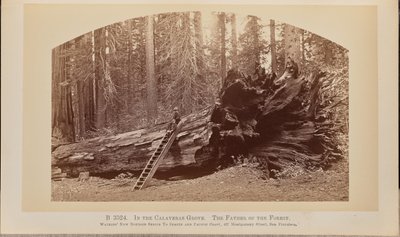 I Calaveras Grove. Skogens fader av Carleton Watkins