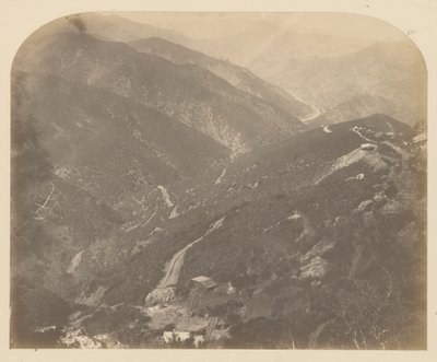 [Josephine och Pine Tree] av Carleton Watkins