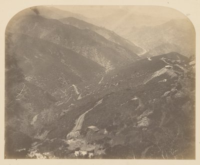 Josephine och Pine Tree av Carleton Watkins