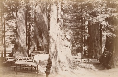 [Picknickbord i en sequoialund] av Carleton Watkins