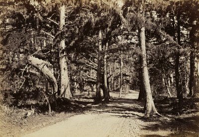 [Väg genom en cypresslund] av Carleton Watkins
