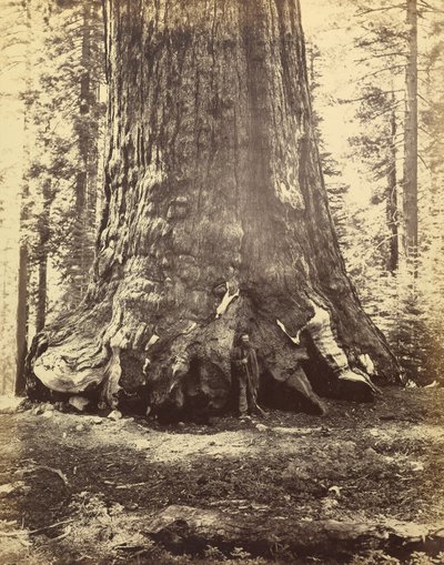 [Sektion av Grizzlyjätten] av Carleton Watkins