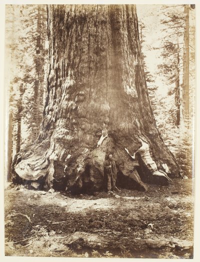 Sektion av Grizzly Giant med Galen Clark, Mariposa Grove, Yosemite av Carleton Watkins