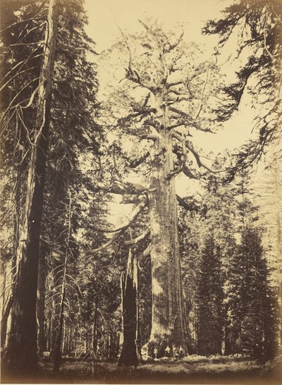 Sequoia gigantea - "Grizzly Giant" - Mariposa Grove av Carleton Watkins
