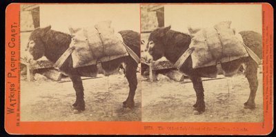 Farallonöarnas äldsta invånare av Carleton Watkins