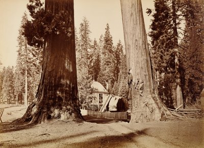 Paviljongstubben sedd genom Sentinelträden, Calaveras Grove av Carleton Watkins