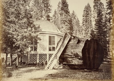Paviljongen på stubben, 28 fot i diameter av Carleton Watkins