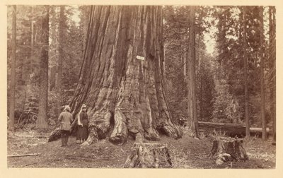 [Skogens stolthet, Calaveras Grove] av Carleton Watkins