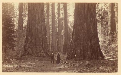 De tre gracerna, Calaveras Grove av Carleton Watkins
