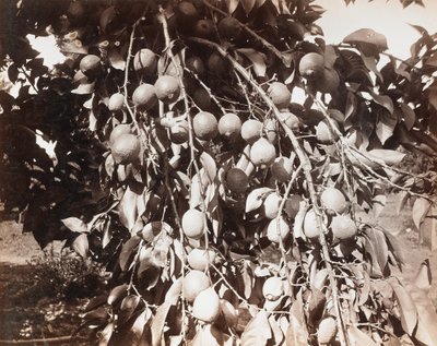Utan titel [frukt på träd] av Carleton Watkins