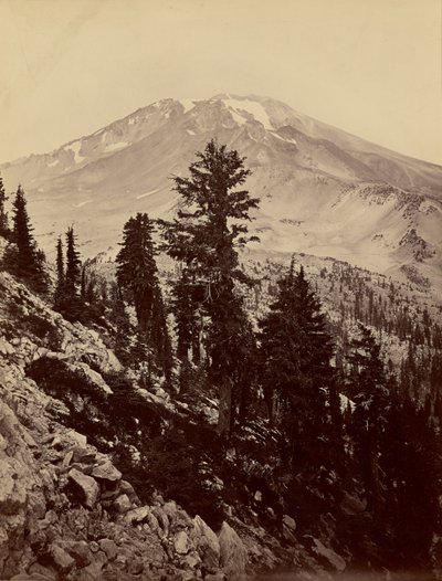 [Williamsonii, Mount Shasta] av Carleton Watkins