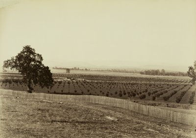[Ung fruktodling, Palermo, Butte County] av Carleton Watkins