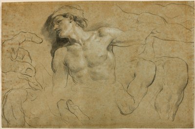 Studier av händer, axlar och ett ben (svart krita förhöjd med vitt på papper) av Carlo Cignani