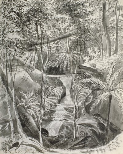 Djungelstudie, 1800-talet av Caroline Louisa Meredith