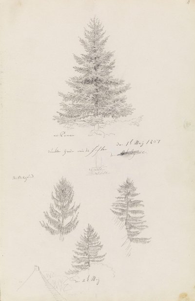 Gran och tre studier av gran av Caspar David Friedrich