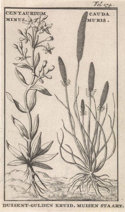 Centaury och mussvans Centaurium minus. Cauda MurisDuisent-Guilder Herb. Mussvans (titel på objekt) av Caspar Luyken
