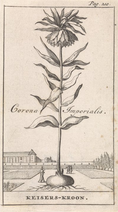 Kejsarkrona Corona Imperialis / Imperial Crown (titel på objekt) av Caspar Luyken