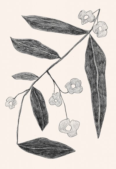 Botanisk teckning av en gren av Catalina Somolinos