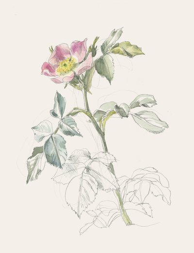 Delikat rosa vildros av Catalina Somolinos