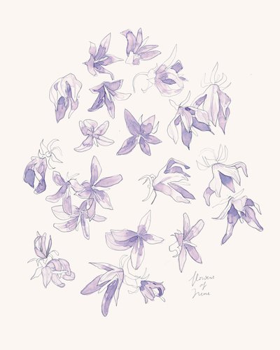 Fina lila blommor av Catalina Somolinos