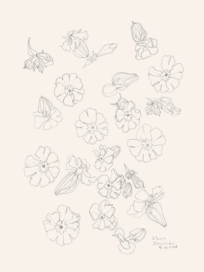 Eleganta blomsterteckningar av Catalina Somolinos
