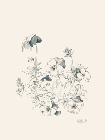 Botanisk skiss av pensé av Catalina Somolinos