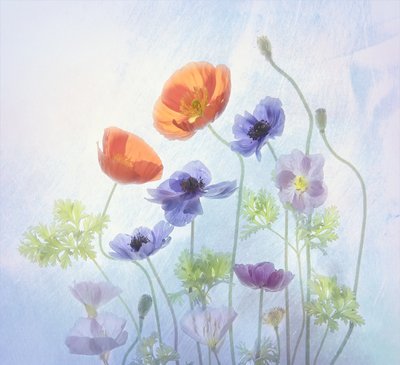 Färgglada, eteriska blommor av Catherine Wang