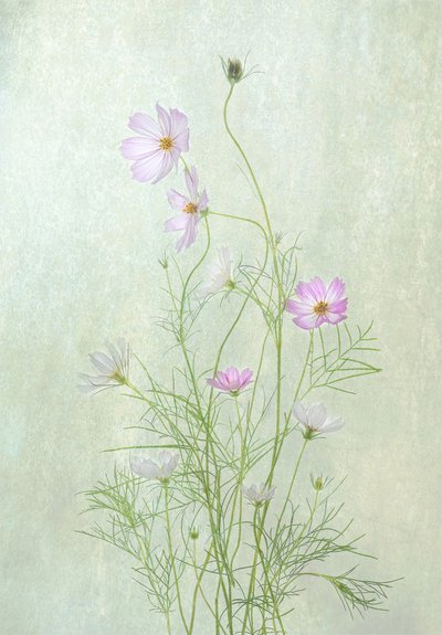 Fina kosmosblommor av Catherine Wang